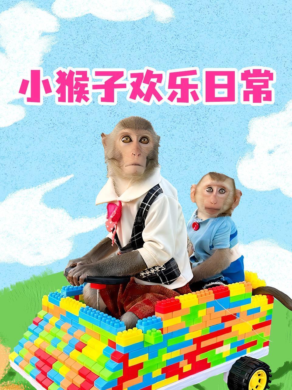 小猴子欢乐日常
