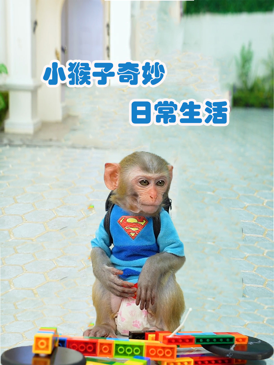 小猴子奇妙日常生活