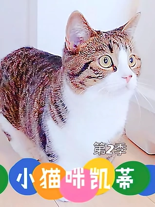 小猫咪凯蒂2