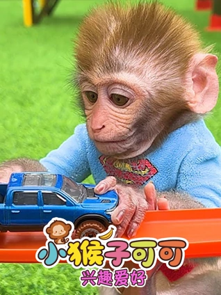 小猴子可可兴趣爱好