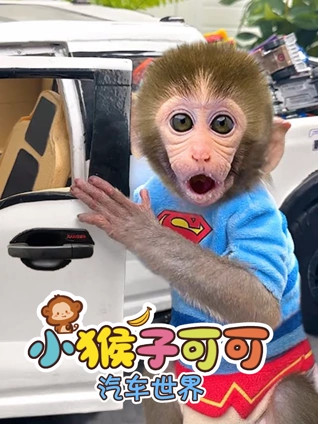小猴子可可汽车世界